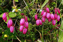 Daboecia azorica