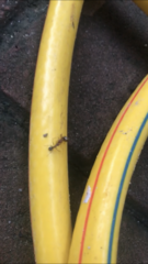 Formicidae