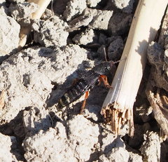 Platydracus fulvipes