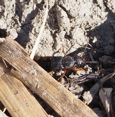 Platydracus fulvipes