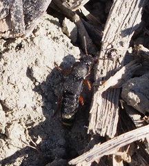 Platydracus fulvipes