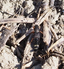 Platydracus fulvipes