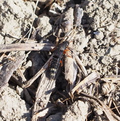 Platydracus fulvipes