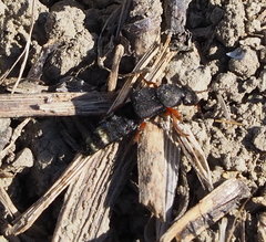 Platydracus fulvipes