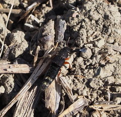 Platydracus fulvipes