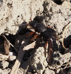 Platydracus fulvipes