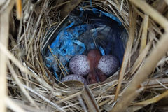 Poodytes punctatus punctatus