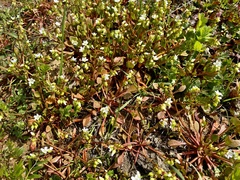 Claytonia rubra