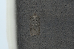 Acleris maximana