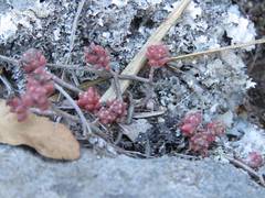Sedum pacense