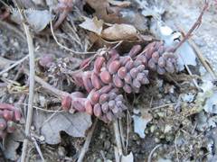 Sedum pacense