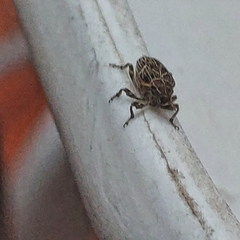 Mogulones geographicus