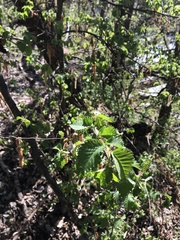 Ulmus minor