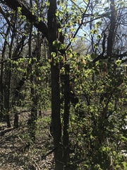 Ulmus minor
