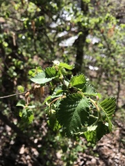 Ulmus minor