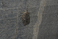 Acleris maximana