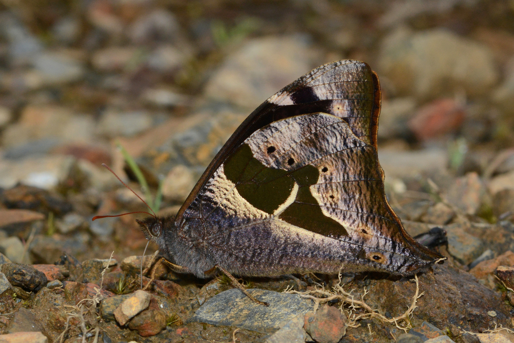 Corades cistene