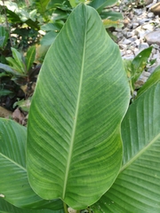 Calathea lutea