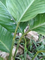 Calathea lutea