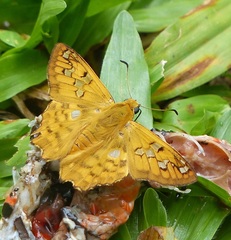Myscelus amystis