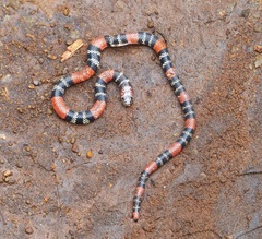 Micrurus altirostris