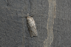Acleris maximana