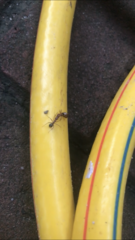Formicidae