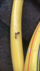Formicidae