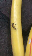 Formicidae