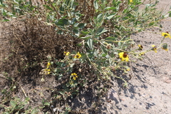 Encelia canescens