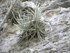 Tillandsia mauryana