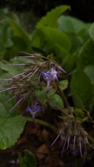 Trachystemon orientalis