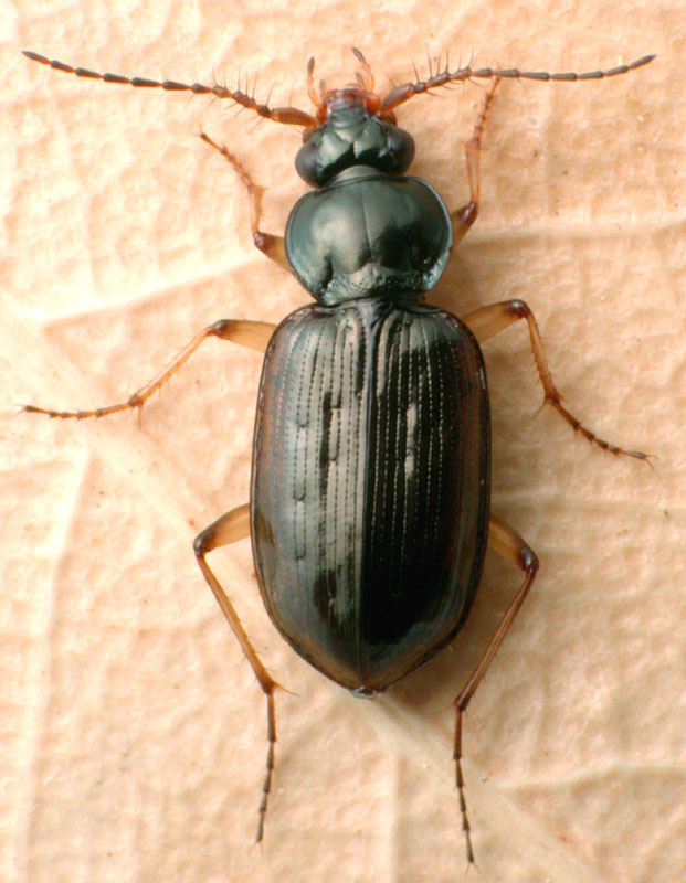 Loricera foveata