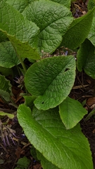 Trachystemon orientalis