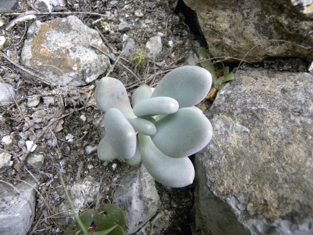 Pachyphytum bracteosum