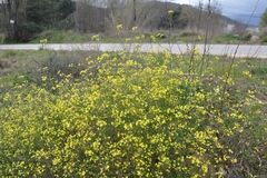 Bunias erucago