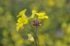 Bunias erucago