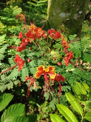 Caesalpinia pulcherrima