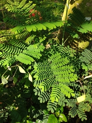 Caesalpinia pulcherrima