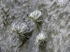 Tillandsia mauryana