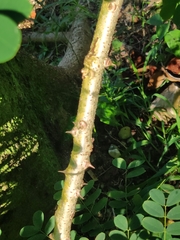Caesalpinia pulcherrima