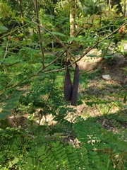 Caesalpinia pulcherrima