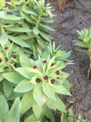 Euphorbia glauca