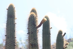 Weberbauerocereus weberbaueri