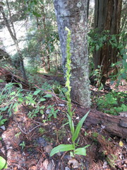 Platanthera brevifolia