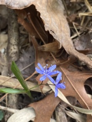 Scilla bifolia