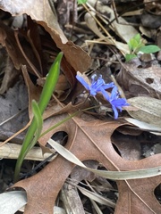 Scilla bifolia