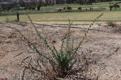Suaeda foliosa