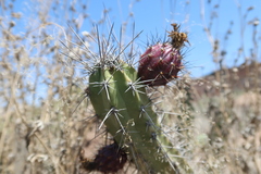 Corryocactus aureus