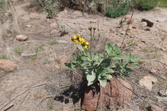 Encelia canescens